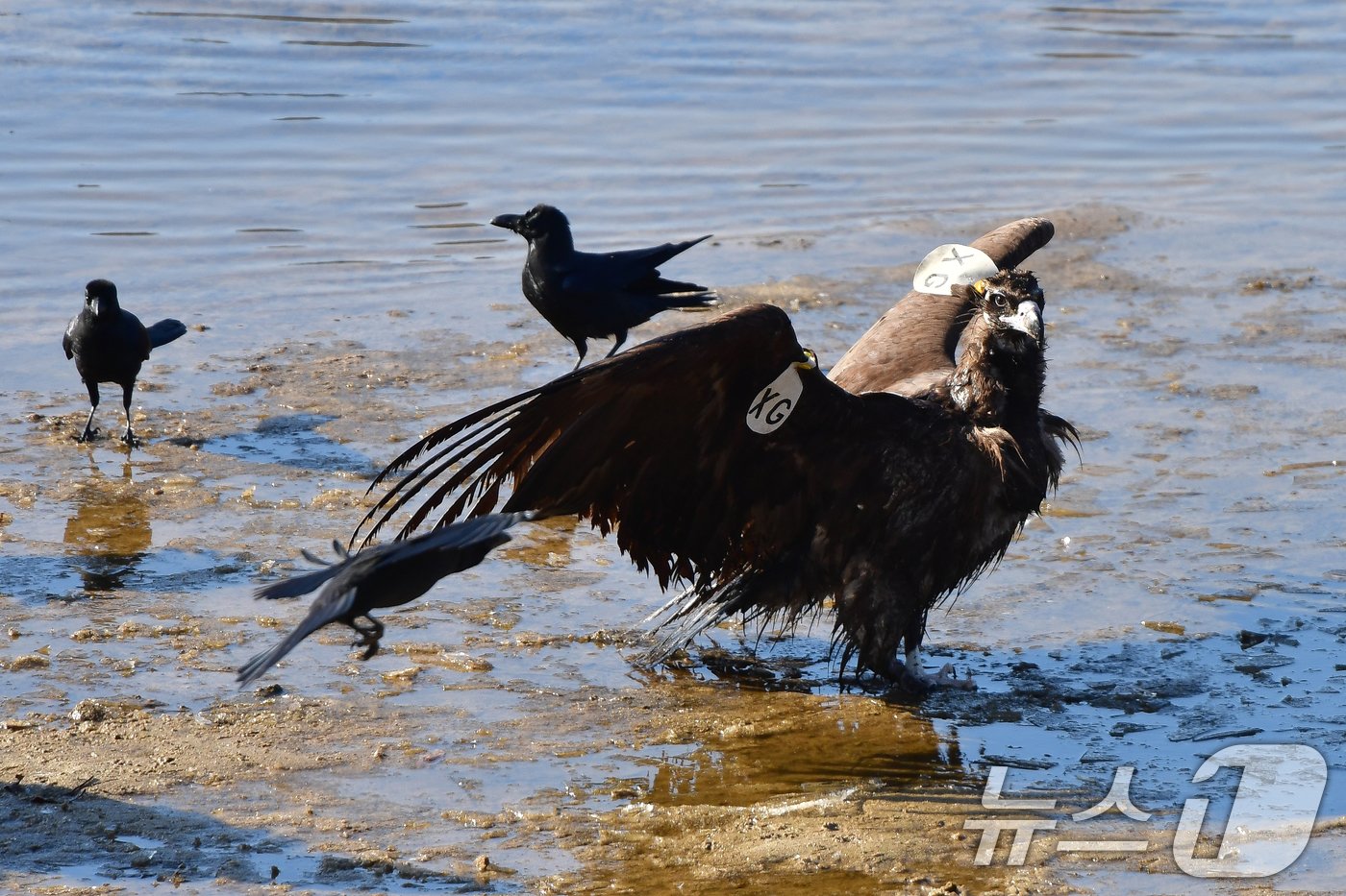 본문 이미지 - 멸종위기야생생물 1급이자 천연기념물 243-1호인 독수리가 경북 고령군 회천 강변에 먹잇감을 먹기 위해 내려앉고 있다. 2024.12.28/뉴스1 ⓒ News1 최창호 기자