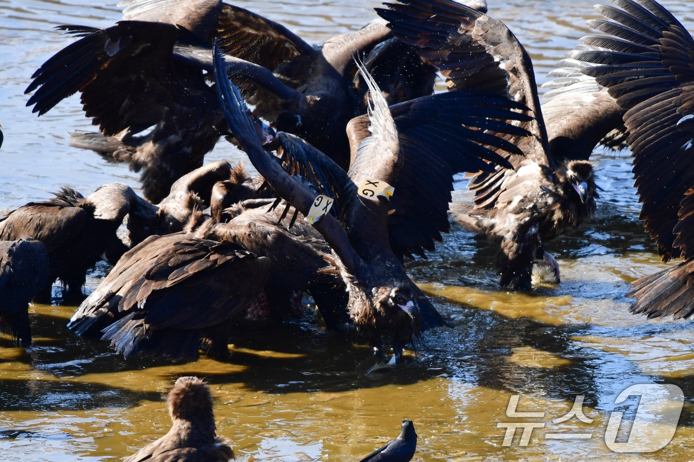 본문 이미지 - 멸종위기야생생물이자 천연기념물 243-1호인 독수리가 경북 고령군 회천 강변에 있는 독수리식당에서 먹잇감을 먹고 있다. .2024.12.28/뉴스1 ⓒ News1 최창호 기자