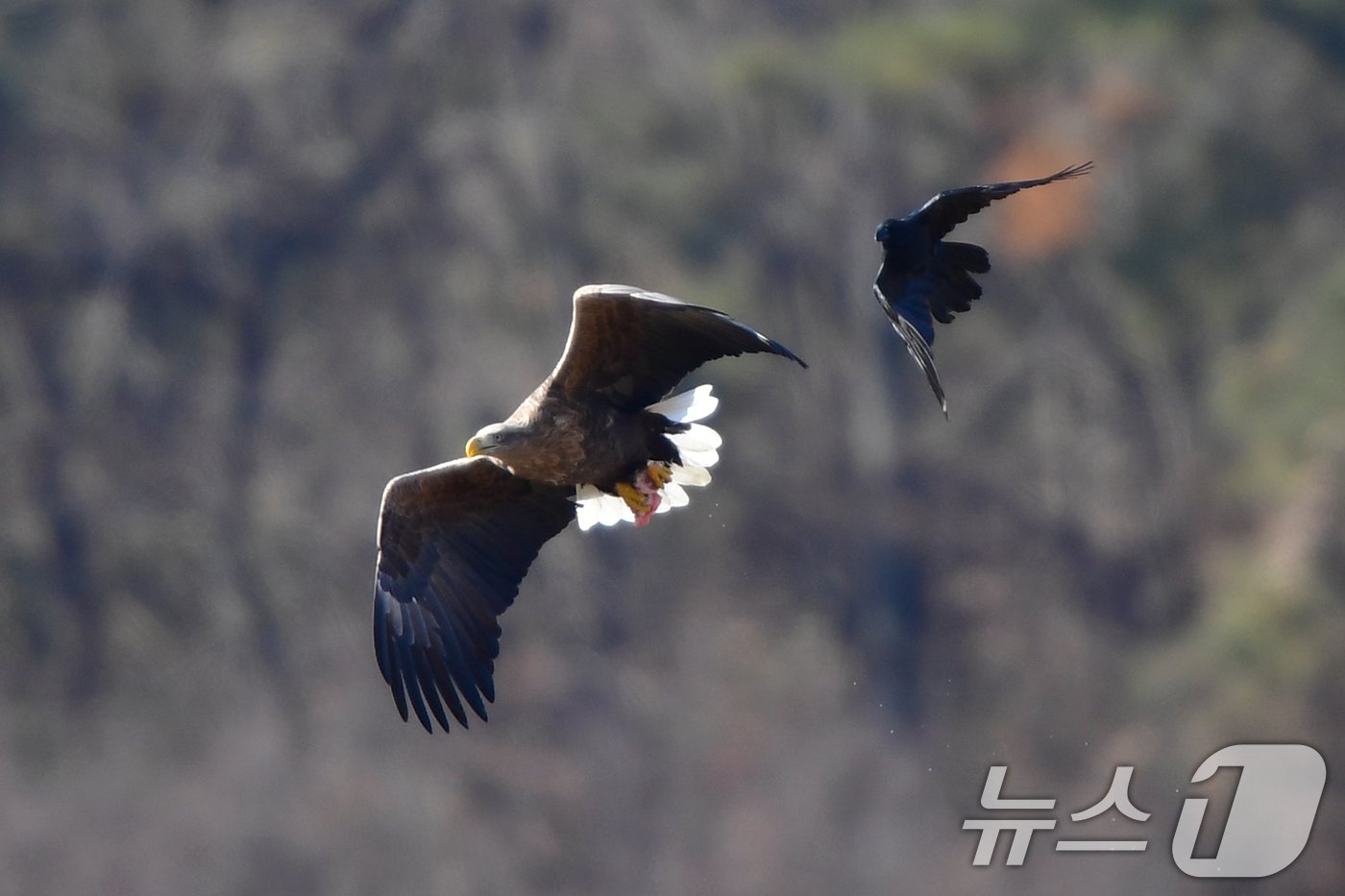 본문 이미지 - 멸종위기야생생물 1급이자 천연기념물 243-4호인 흰꼬리수리가 경북 고령군 회천 강변에 있는 독수리식당 상공위를 날고 있다. 2024.12.28/뉴스1 ⓒ News1 최창호 기자