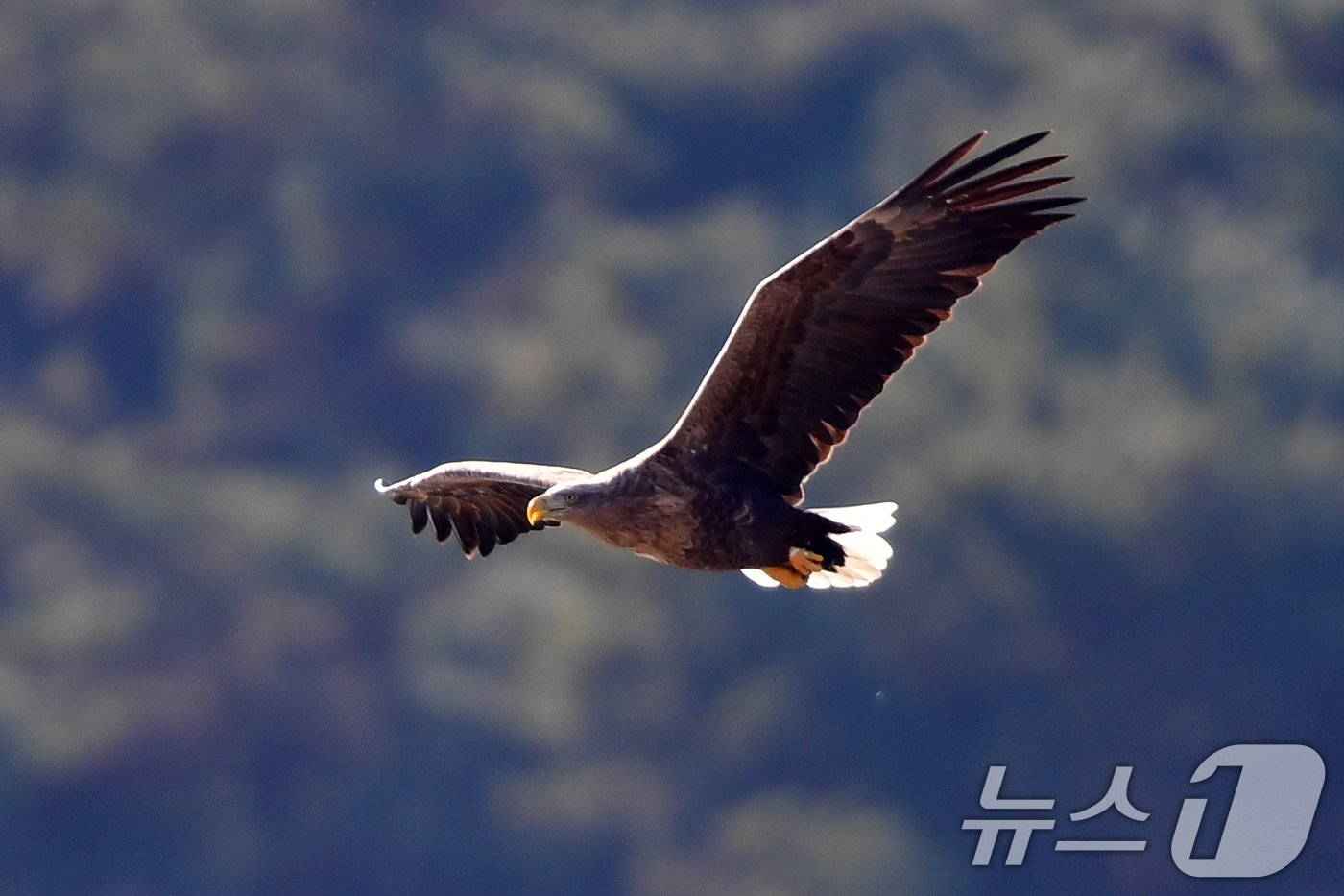 본문 이미지 - 멸종위기야생생물 1급이자 천연기념물 243-4호인 흰꼬리수리가 경북 고령군 회천 강변에 있는 독수리식당 상공위를 날고 있다. 2024.12.28/뉴스1 ⓒ News1 최창호 기자
