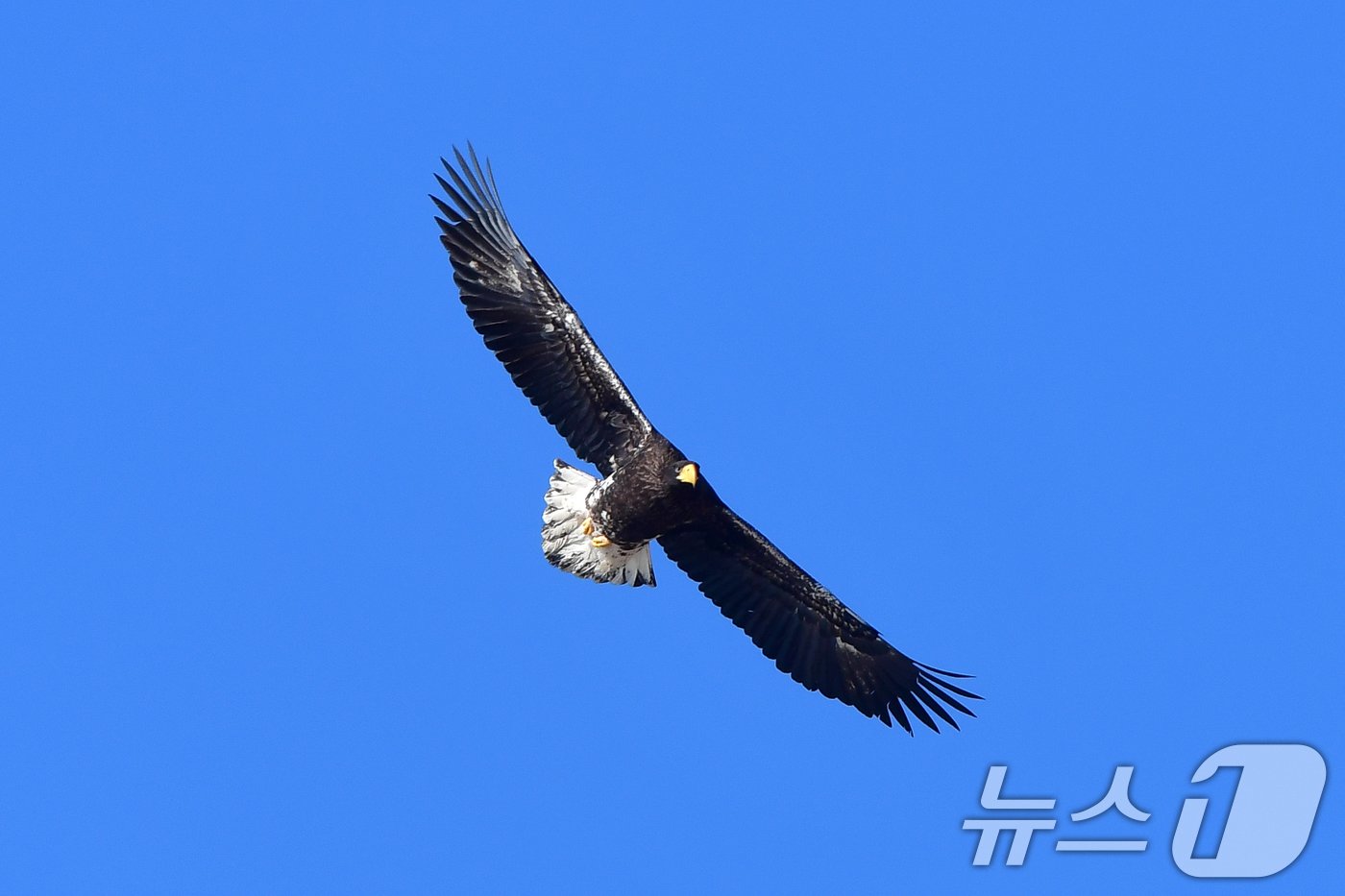 본문 이미지 - 멸종위기야생생물 1급이자 천연기념물 243-3호인 참수리 한마리가 경북 고령군 회천 강변에 있는 독수리식당 상공위로 날아가고 있다. 2024.12.28/뉴스1 ⓒ News1 최창호 기자