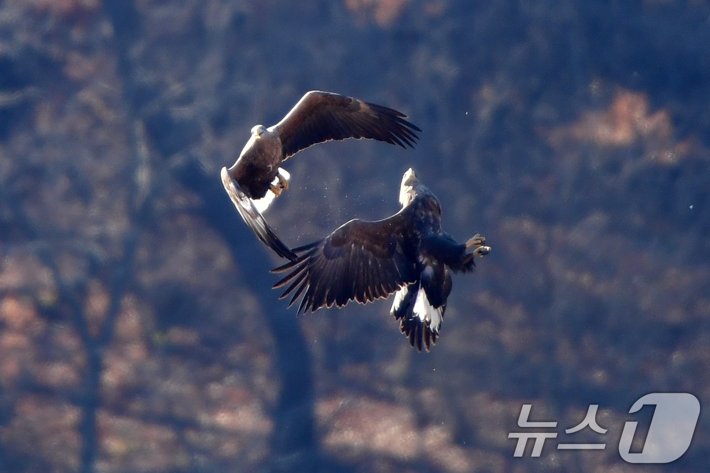 본문 이미지 - 멸종위기야생생물 1급이자 천연기념물 243-4호인 흰꼬리수리가 28일 경북 고령군 회천 강변에 있는 독수리식당 상공위를 날고 있다. 2024.12.28/뉴스1 ⓒ News1 최창호 기자
