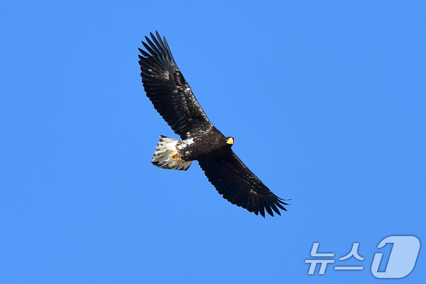 (고령=뉴스1) 최창호 기자 = 멸종위기야생생물  1급이자 천연기념물 243-3호인 참수리 한마리가 28일 경북 고령군 회천 강변에 마련된 독수리식당 상공위로 날아가고 있다. 20 …