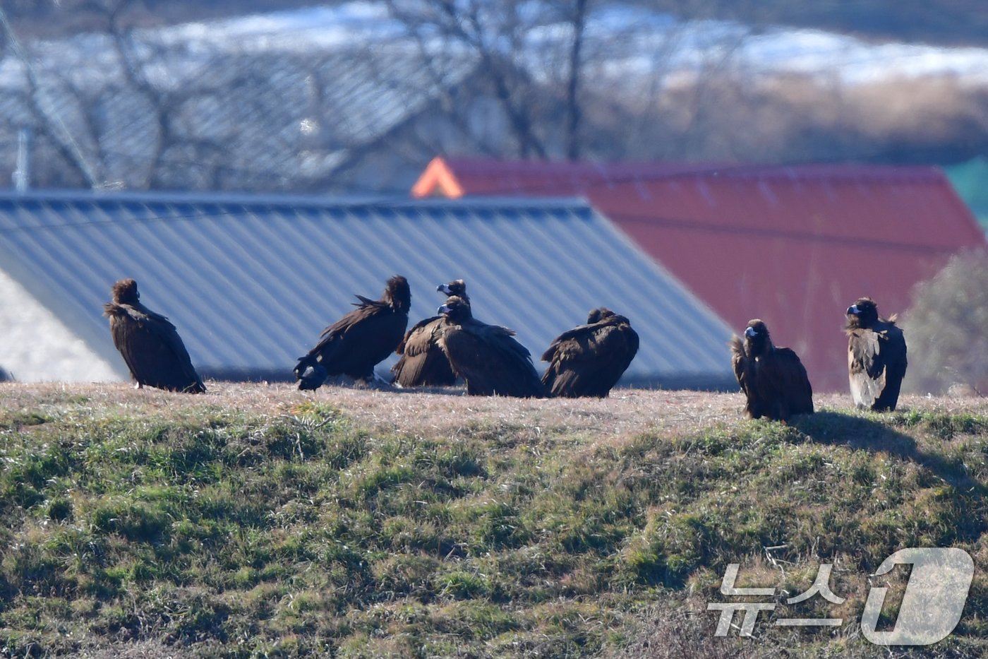 본문 이미지 - 멸종위기야생생물 1급이자 천연기념물 243-4호인 흰꼬리수리가 경북 고령군 회천 강변에 있는 독수리식당 강뚝에 앉아 있다. 2024.12.28/뉴스1 ⓒ News1 최창호 기자