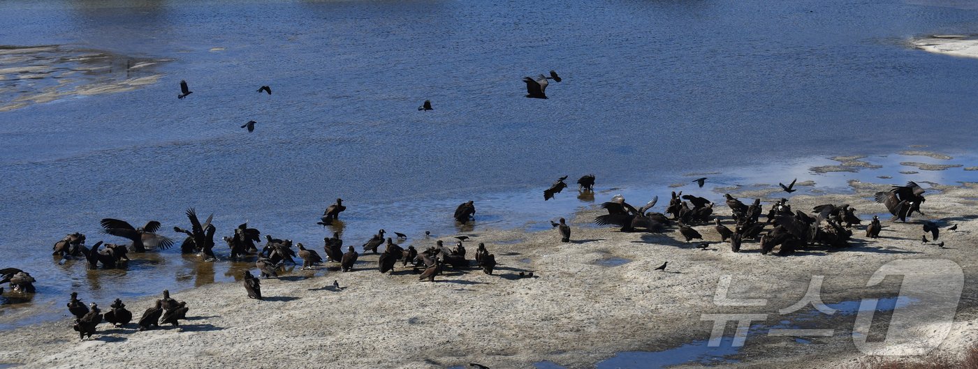 본문 이미지 - 멸종위기야생생물이자 천연기념물 243-1호인 독수리가 28일 경북 고령군 회천강변에 마련된 &#39;독수리식당&#39;에서 먹이를 먹고 있다. 독수리는 매년 겨울마다 국내를 찾는 맹금류 중 가장 큰 철새다. 2024.12.28/뉴스1 ⓒ News1 최창호 기자