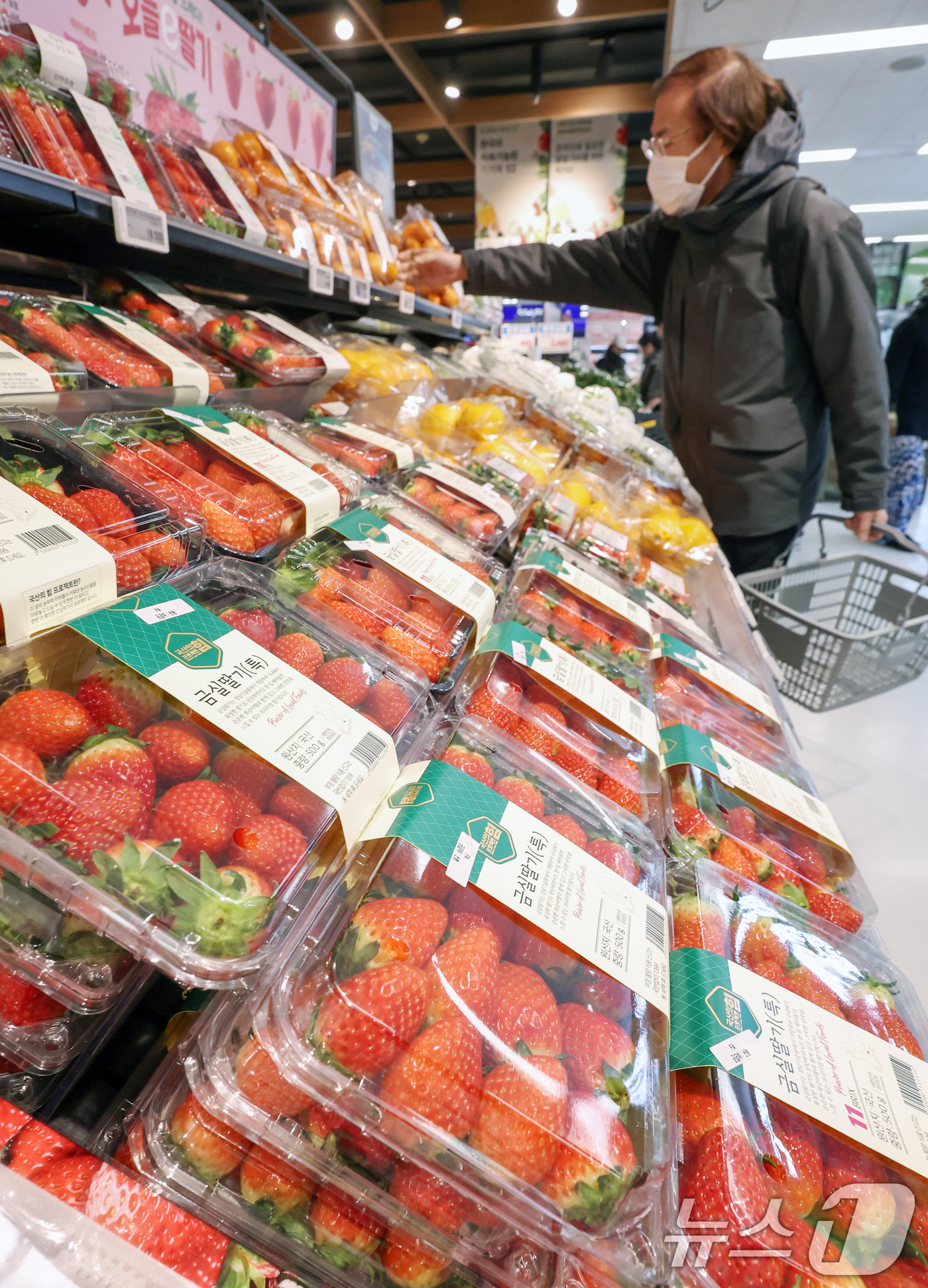 (서울=뉴스1) 민경석 기자 = 후위기로 촉발된 농산물 가격 폭등이 겨울 제철 과일에도 영향을 미치고 있다.한국농수산식품유통공사(aT) 농산물유통정보에 따르면 27일 기준 귤(10 …