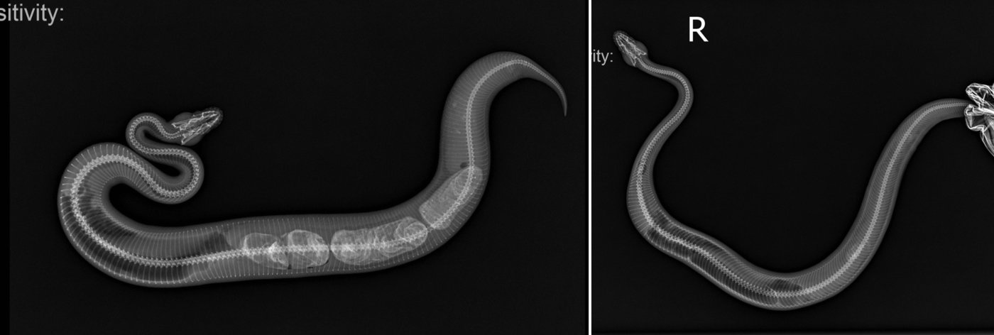 본문 이미지 - 뱀 변비 치료 전(왼쪽)과 후 (예은동물의료센터 제공) ⓒ 뉴스1