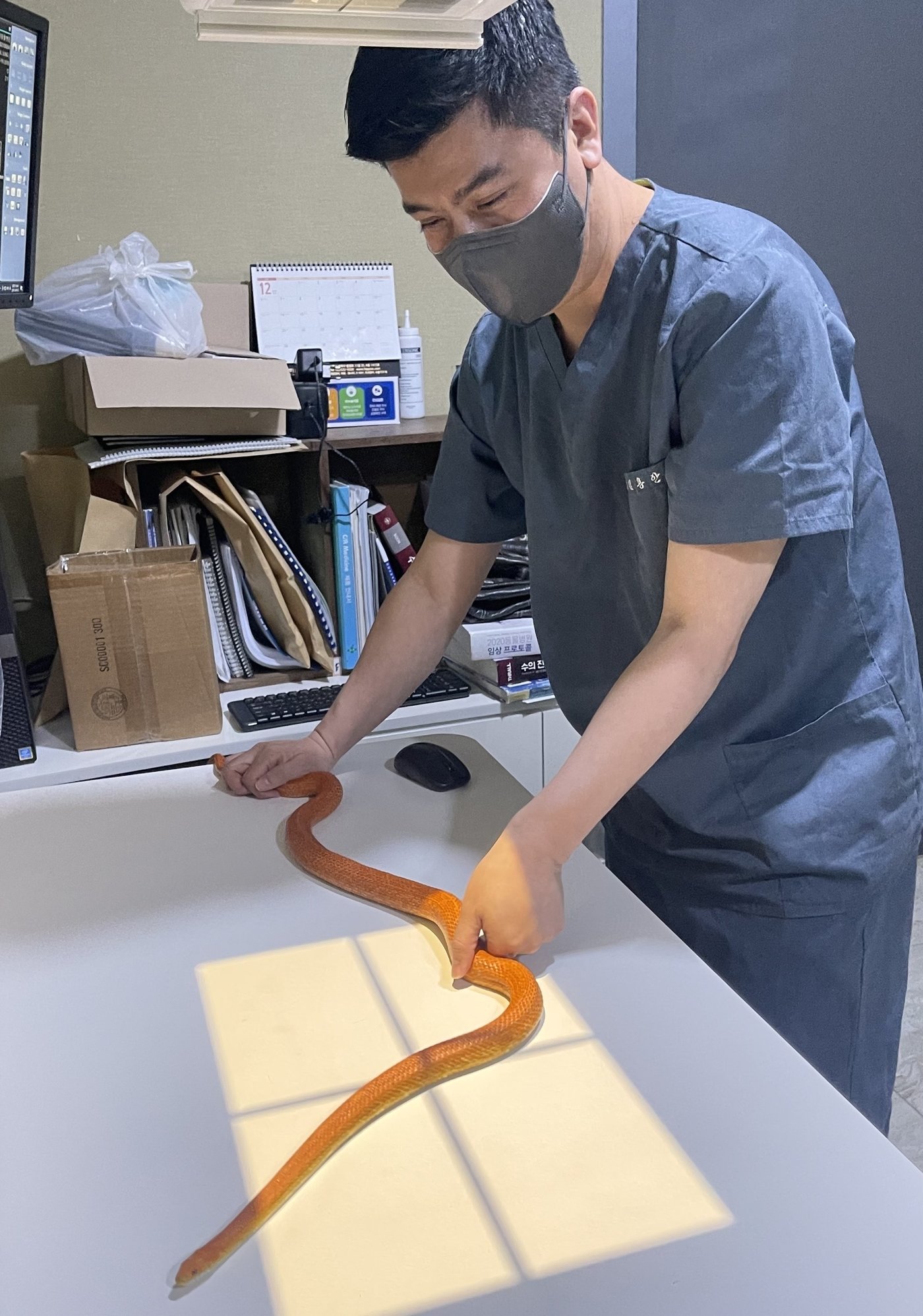 본문 이미지 - 김용안 예은동물의료센터 원장이 뱀 엑스레이 사진을 찍고 있다. (예은동물의료센터 제공) ⓒ 뉴스1