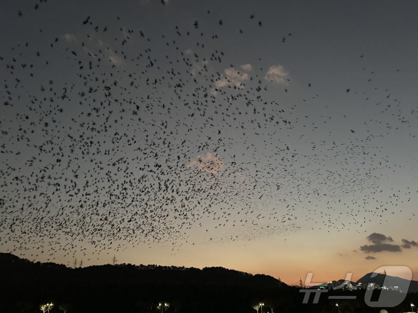 본문 이미지 - 산을 찾은 떼까마귀 수만 마리가 태화강 노을을 배경으로 화려한 군무를 펼치고 있다./뉴스1 ⓒ News1