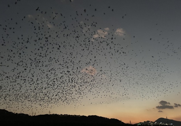 울산 중구 4300여 가구 정전…한전 "까마귀 전선 훼손 추정"