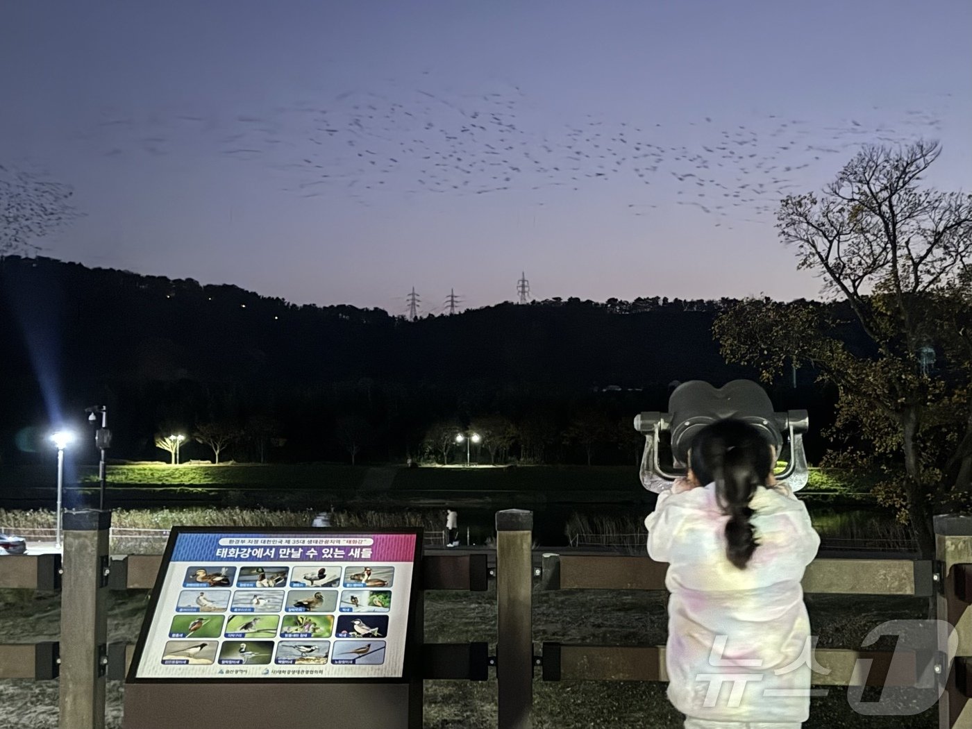 2일 오후 5시 30분께 시민들이 울산을 찾은 떼까마귀를 관찰하고 있다.2024.12.2./뉴스1 김세은 기자