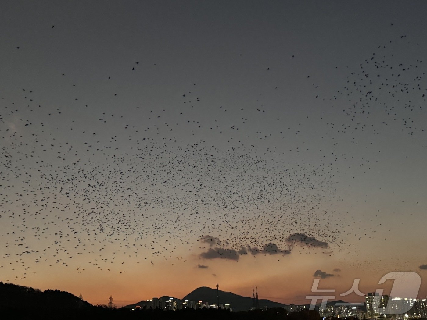 2일 오후 5시 30분께 울산을 찾은 떼까마귀 수만 마리가 태화강 노을을 배경으로 화려한 군무를 펼치고 있다.2024.12.2. ⓒ News1 김세은 기자