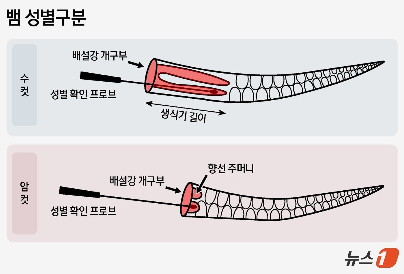 뱀의 성별을 구분하는 프루빙 ⓒ News1 양혜림 디자이너