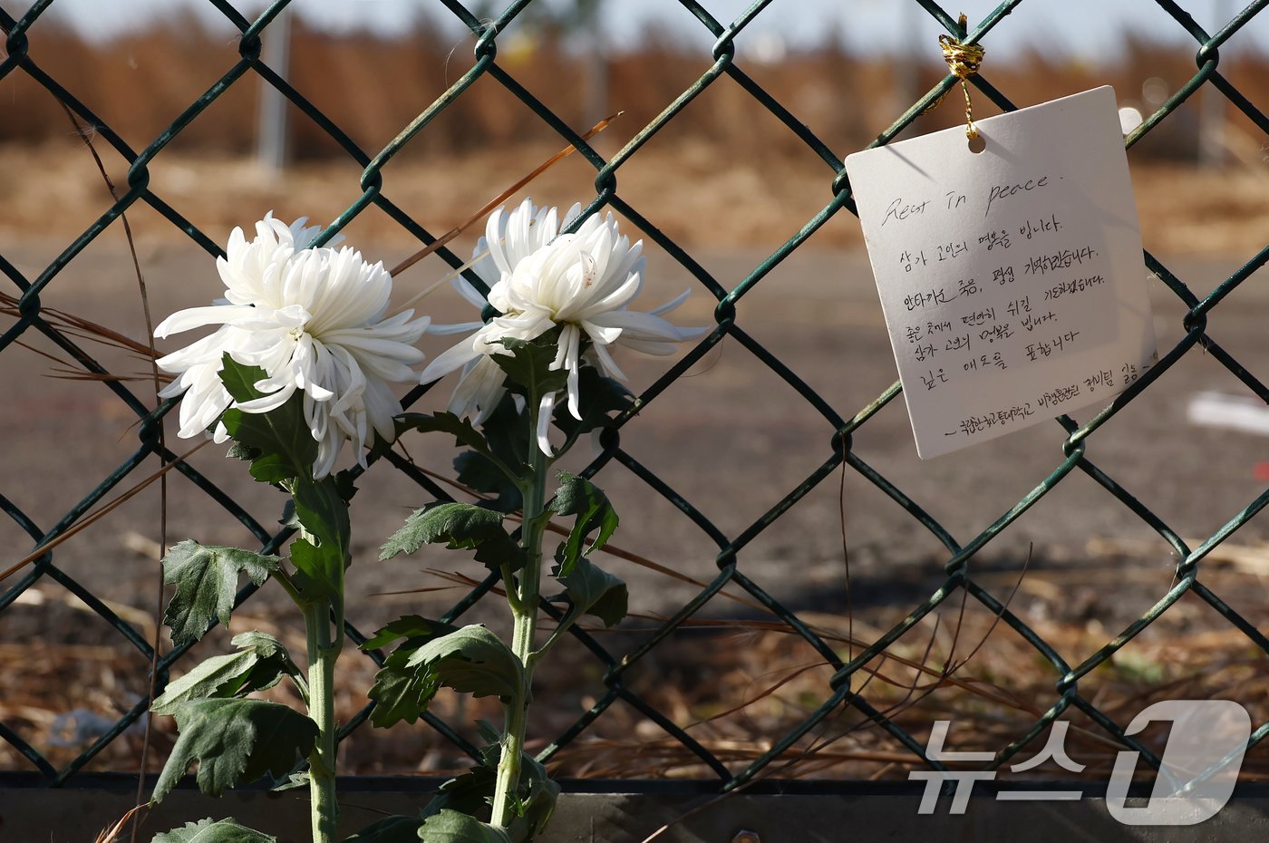 본문 이미지 - 31일 전남 무안국제공항 제주항공 여객기 참사 현장에 국립한국교통대학교 비행훈련원 정비팀이 쓴 편지와 국화가 놓여 있다. 2024.12.31/뉴스1 ⓒ News1 김민지 기자
