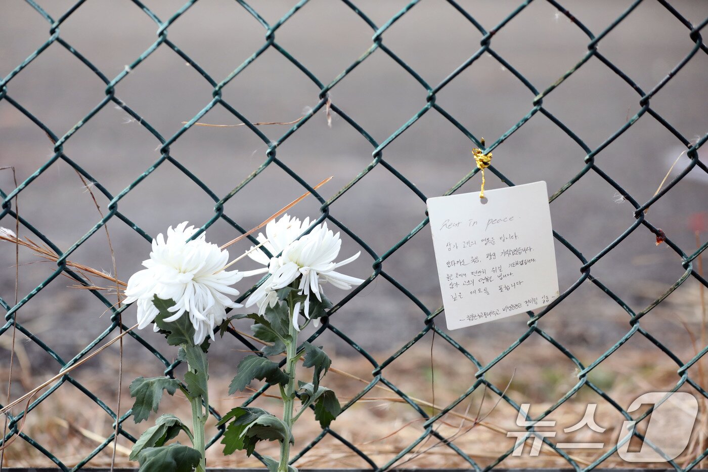 31일 오후 179명이 사망한 제주항공 여객기 참사 사고현장 인근인 무안국제공항 철조망에 추모쪽지가 붙어 있다.2024.12.31뉴스1 ⓒ News1 박지현 기자