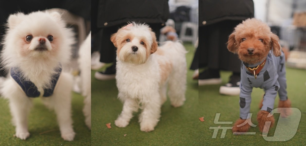 본문 이미지 - 동물보호소에서 새 가족을 찾고 있는 강아지들(그린볼캠페인 제공) ⓒ 뉴스1