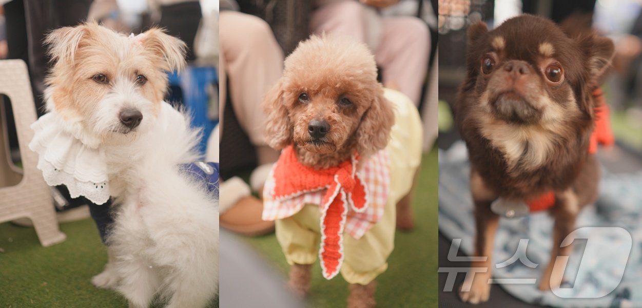 본문 이미지 - 동물보호소에서 새 가족을 찾고 있는 강아지들(그린볼캠페인 제공) ⓒ 뉴스1