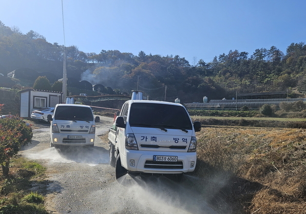 영암 육용오리 농장서 H5형 조류인플루엔자 항원 검출