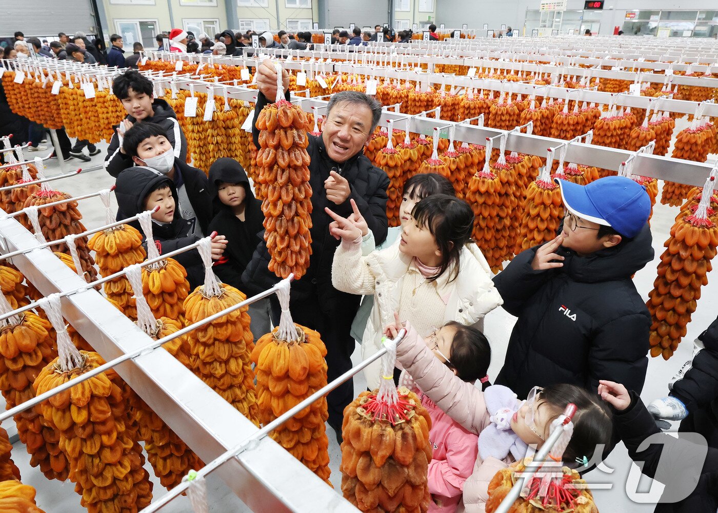 본문 이미지 - 5일 경남 함양군 서하면 곶감 경매장에서 열린 지리산 함양 곶감 초매식을 찾은 서하초등학교 학생들이 곶감을 살펴보고 있다. 지리적표시 등록 임산물 지정 제39호인 함양곶감은 겉은 쫄깃하고 속은 부드러워 남녀노소 누구나 즐길 수 있는 겨울철 먹거리로 인기를 끌고 있다. &#40;함양군 김용만 제공&#41; 2024.12.5/뉴스1