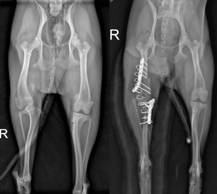 본문 이미지 - 수술 전&#40;왼쪽&#41;과 후 엑스레이 사진. 수술 전에 비해 대퇴골, 슬개골, 경골의 전체적인 배열이 잘 맞춰지면서 슬개골이 원래대로 위치한 모습. &#40;동물병원 제공&#41;ⓒ 뉴스1
