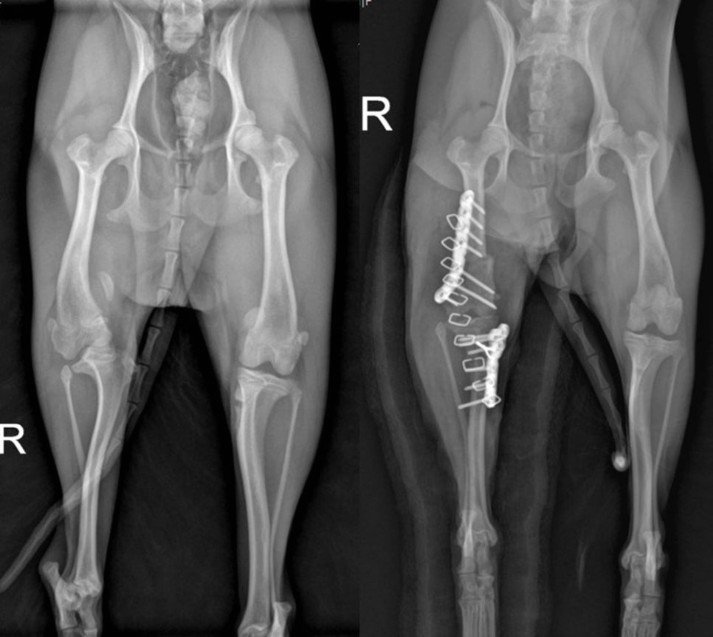 수술 전&#40;왼쪽&#41;과 후 엑스레이 사진. 수술 전에 비해 대퇴골, 슬개골, 경골의 전체적인 배열이 잘 맞춰지면서 슬개골이 원래대로 위치한 모습. &#40;동물병원 제공&#41;ⓒ 뉴스1