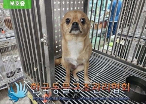 본문 이미지 - 시 보호소에 입소 당시 겁은 먹은 뭉이의 모습 (사진 동물보호관리시스템)ⓒ 뉴스1