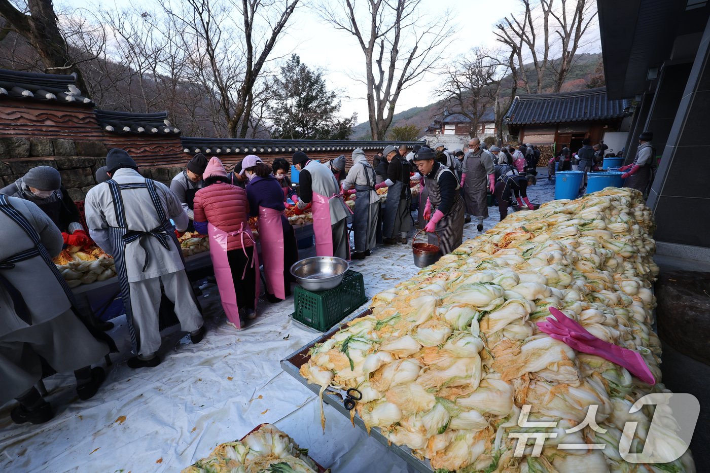 6일 전남 순천 송광사에서 수자 현묵스님과 70여명의 스님들이 김장을 하고 있다. 2024.12.6/뉴스1 ⓒ News1 김태성 기자