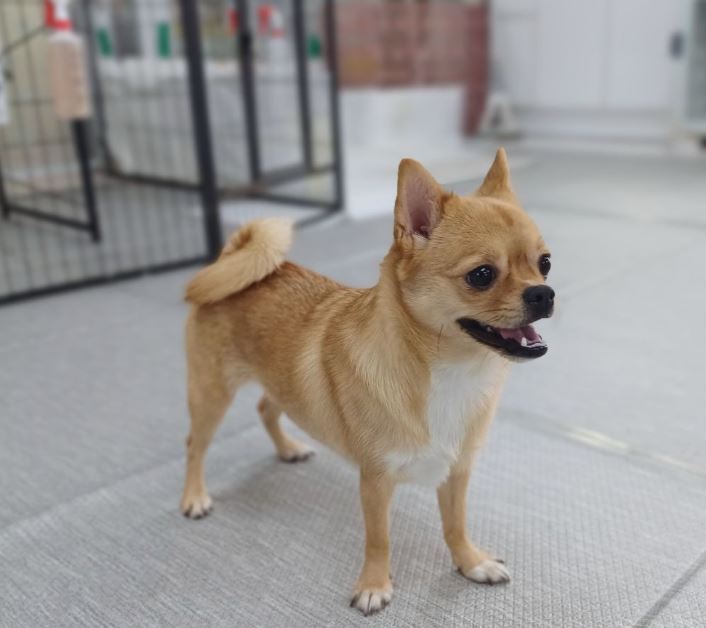 동물과 함께 행복한 세상에서 보호 중인 뭉이 &#40;동행 제공&#41; ⓒ 뉴스1