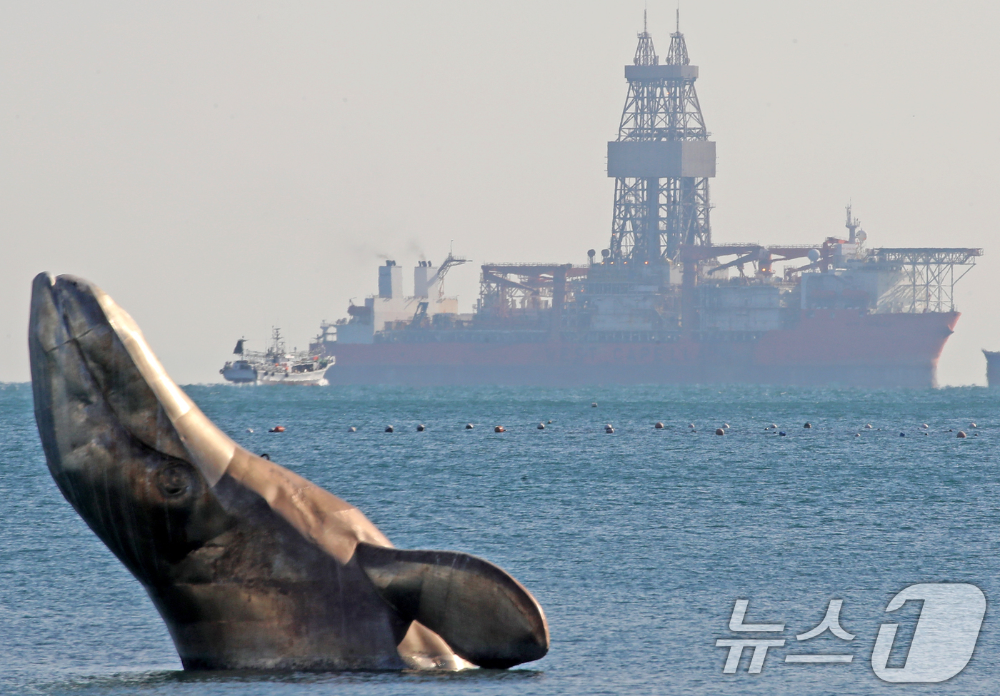 (부산=뉴스1) 윤일지 기자 = 9일 부산 서구 송도해수욕장 앞바다에 있는 고래 조형물 뒤로 동해심해 가스전 유망구조에 석유·가스가 묻혀 있는지를 확인할 시추선 '웨스트 카펠라'호 …