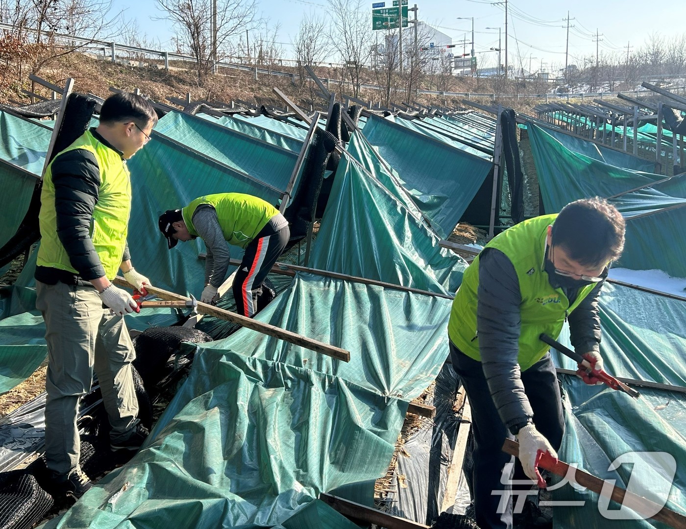 (서울=뉴스1) = 농협경제지주 임직원들이 9일 폭설피해를 입은 경기 이천시 인삼농가를 방문해 복구작업을 진행하고 있다. (농협 제공) 2024.12.9/뉴스1