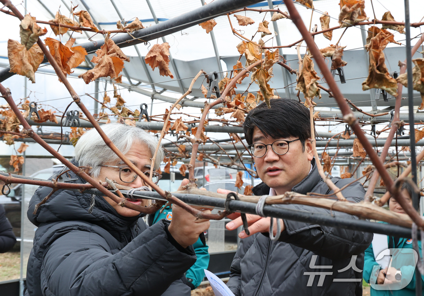 (서울=뉴스1) = 권재한 농촌진흥청장이 9일 충남 천안시에 위치한 폭설 피해 시설 포도 재배 농가를 방문, 현장을 점검하고 있다.  (농촌진흥청 제공) 2024.12.9/뉴스1