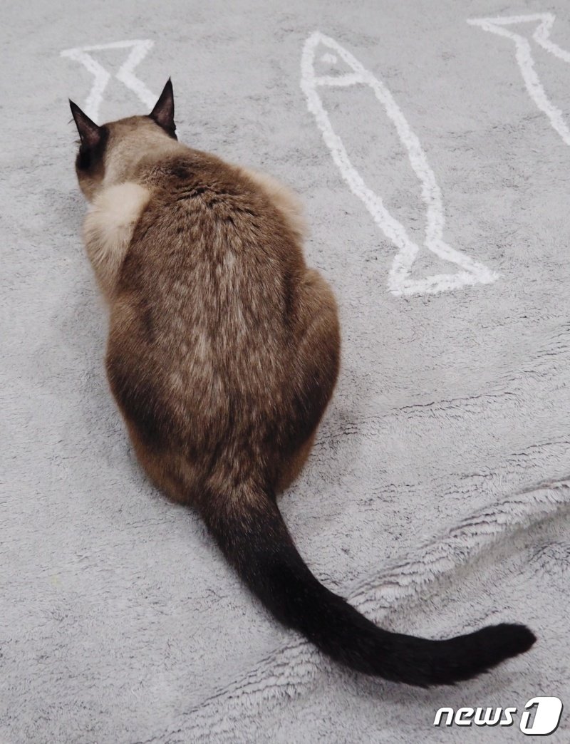 본문 이미지 - 새 가족을 찾고 있는 고양이&#40;서울동물복지지원센터 제공&#41; ⓒ 뉴스1