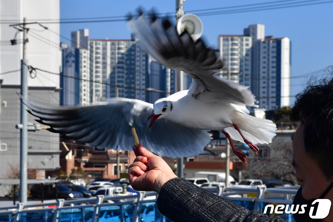 (포항=뉴스1) 최창호 기자 = 설 연휴 마지막 날인 12일 경북 포항시 북구 동빈내항 우짤랑교에서 갈매기 한마리가 관광객 손에 있던 새우맛 과자를 물어가고 있다. 2024.2.1 …