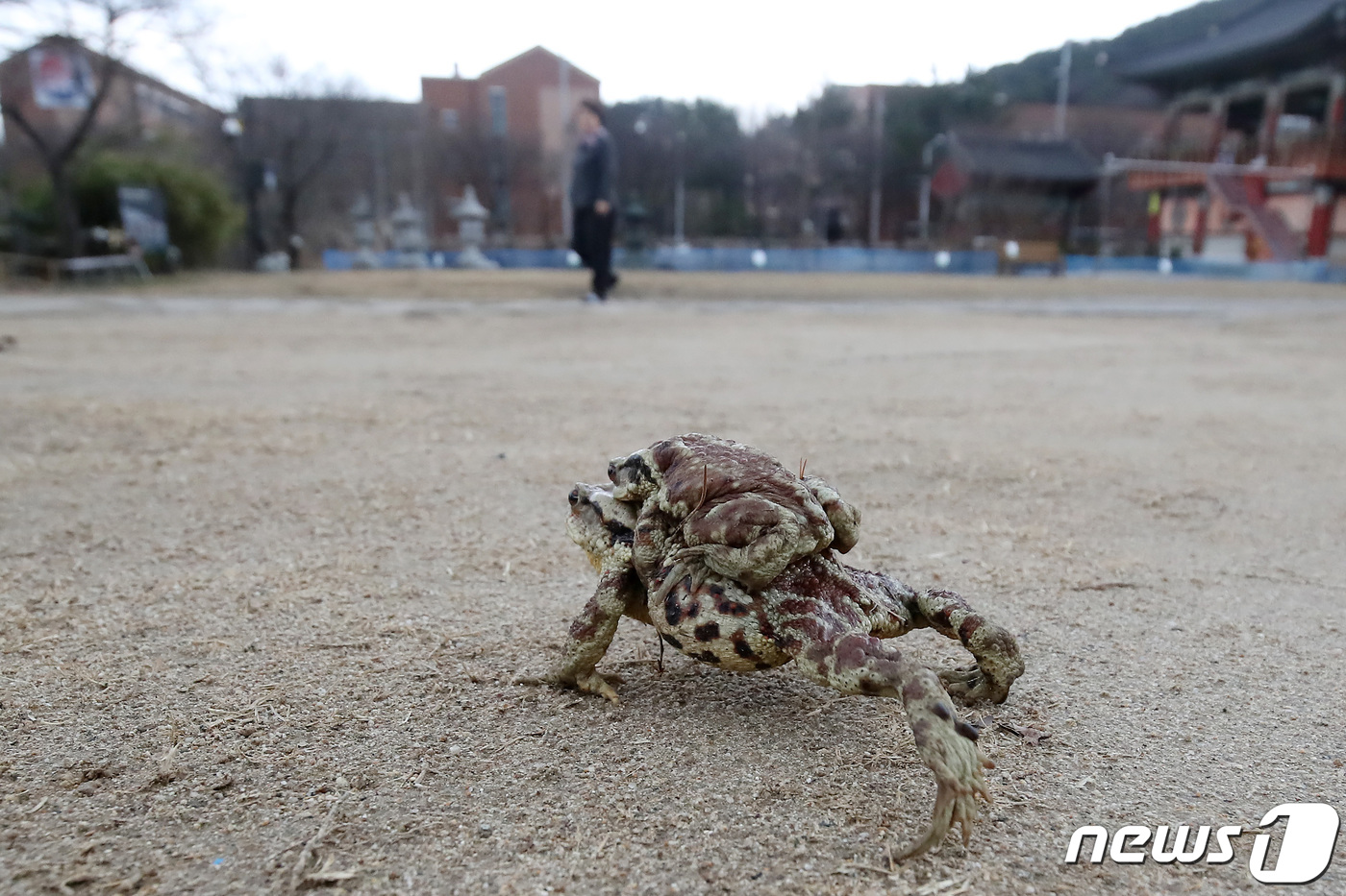 (대구=뉴스1) 공정식 기자 = 평년기온을 웃도는 포근한 날씨가 이어진 15일 오후 대구 수성구 욱수골에서 겨울잠을 깬 두꺼비가 산란지인 망월지를 향해 이동하고 있다.수성구청에 따 …