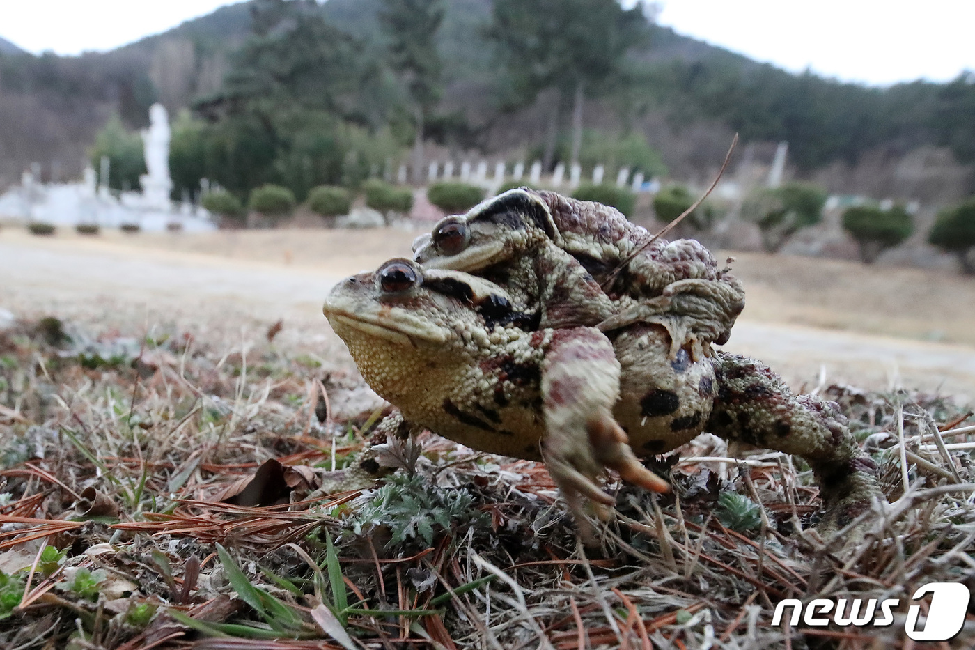 (대구=뉴스1) 공정식 기자 = 평년기온을 웃도는 포근한 날씨가 이어진 15일 오후 대구 수성구 욱수골에서 겨울잠을 깬 두꺼비가 산란지인 망월지를 향해 이동하고 있다.수성구청에 따 …