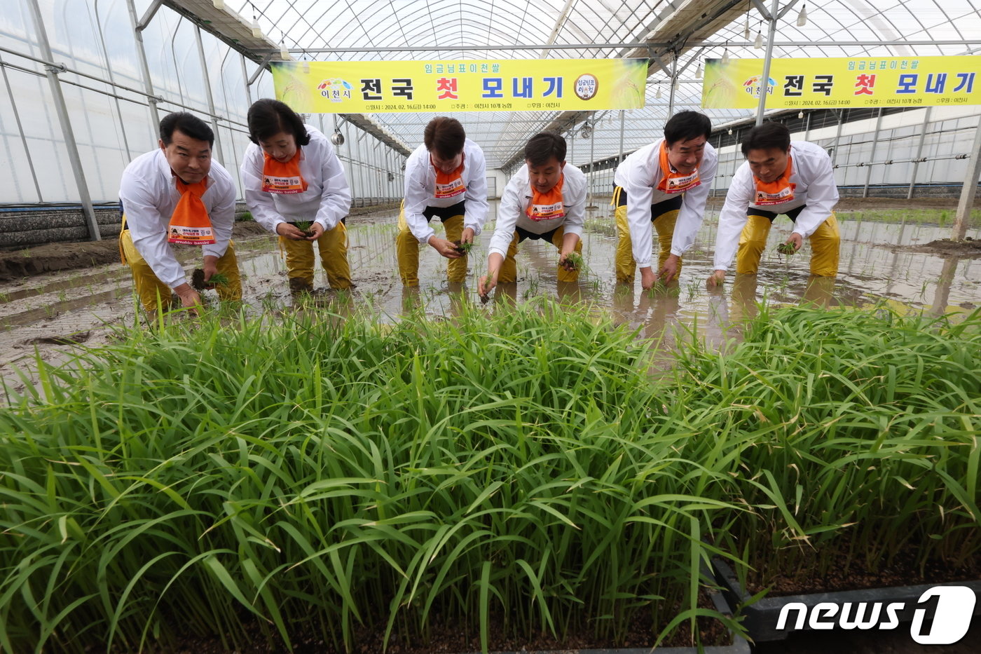 본문 이미지 - 16일 오후 경기도 이천시 호법면의 벼 재배 하우스에서 지역 농부들과 이천시 관계자들이 올해 첫 모내기를 하고 있다. 2024.2.16/뉴스1 ⓒ News1 이동해 기자