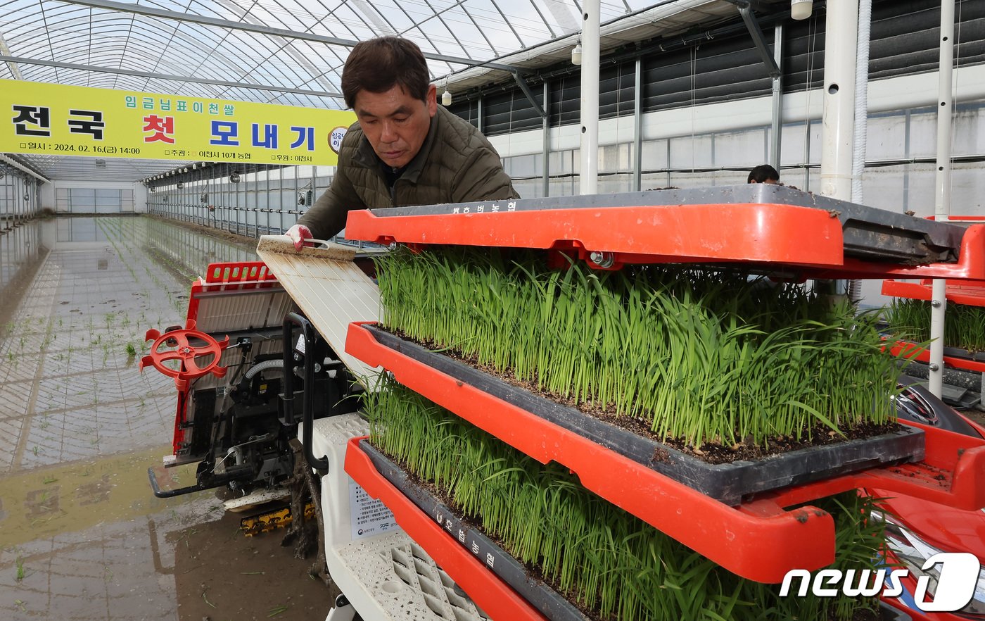 본문 이미지 - 16일 오후 경기도 이천시 호법면의 벼 재배 하우스에서 관계자가 올해 첫 모내기를 앞두고 이양기에 모판을 옮겨 싣고 있다. 2024.2.16/뉴스1 ⓒ News1 이동해 기자