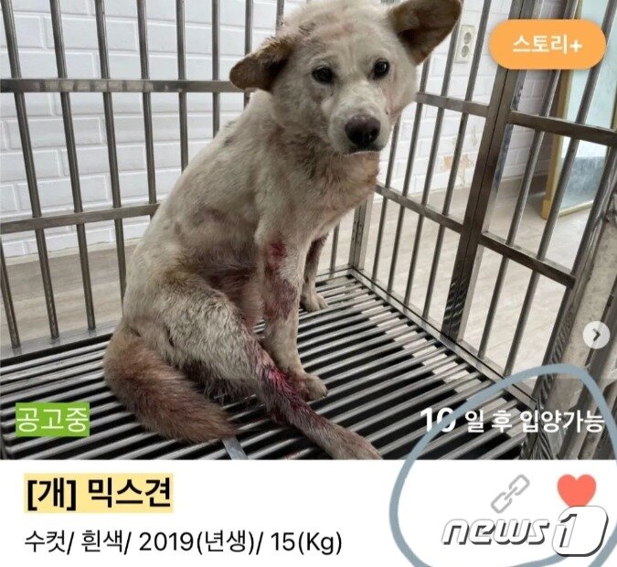 본문 이미지 - 순땅이의 2021년 발견 당시 모습(bs._.soonddang 인스타그램) ⓒ 뉴스1