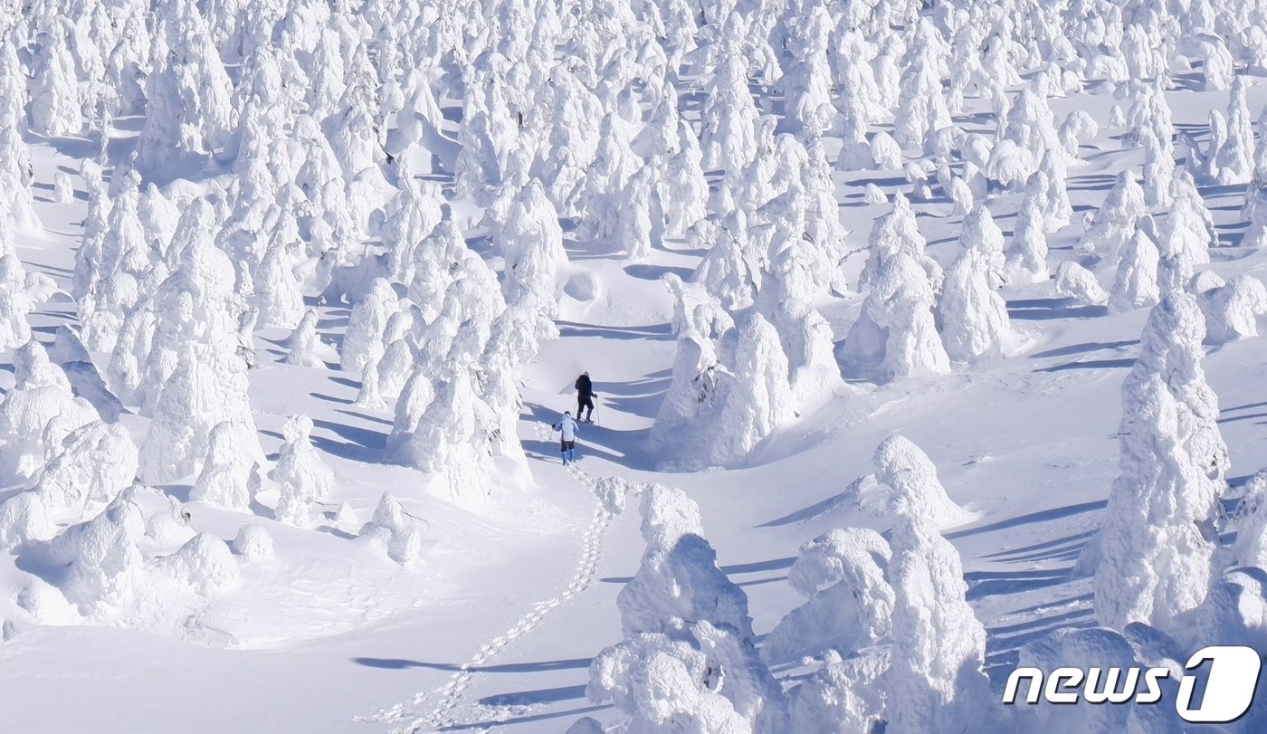 본문 이미지 - 자오 온천의 상고대 사이를 스노슈잉을 하며 걷는 사람들ⓒ News1 