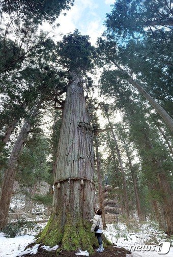 본문 이미지 - 수령 1000년이 넘는 삼나무. 하구로산에서 가장 오래된 삼나무로 천연기념물로 지정돼 있다.ⓒ News1