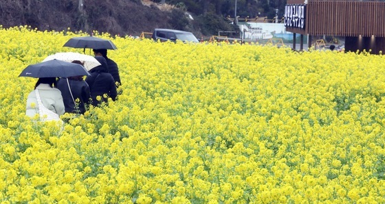 [오늘의 날씨] 제주(14일, 토)…중산간 이상 '약한 비'
