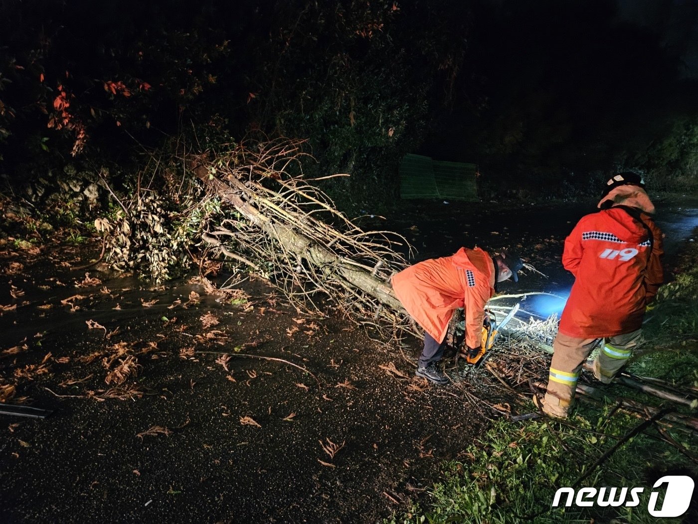 19일 0시12분쯤 제주시 영평동에서 강풍에 나무가 쓰러져 소방대원들이 안전조치를 하고 있다.&#40;제주소방안전본부 제공&#41;