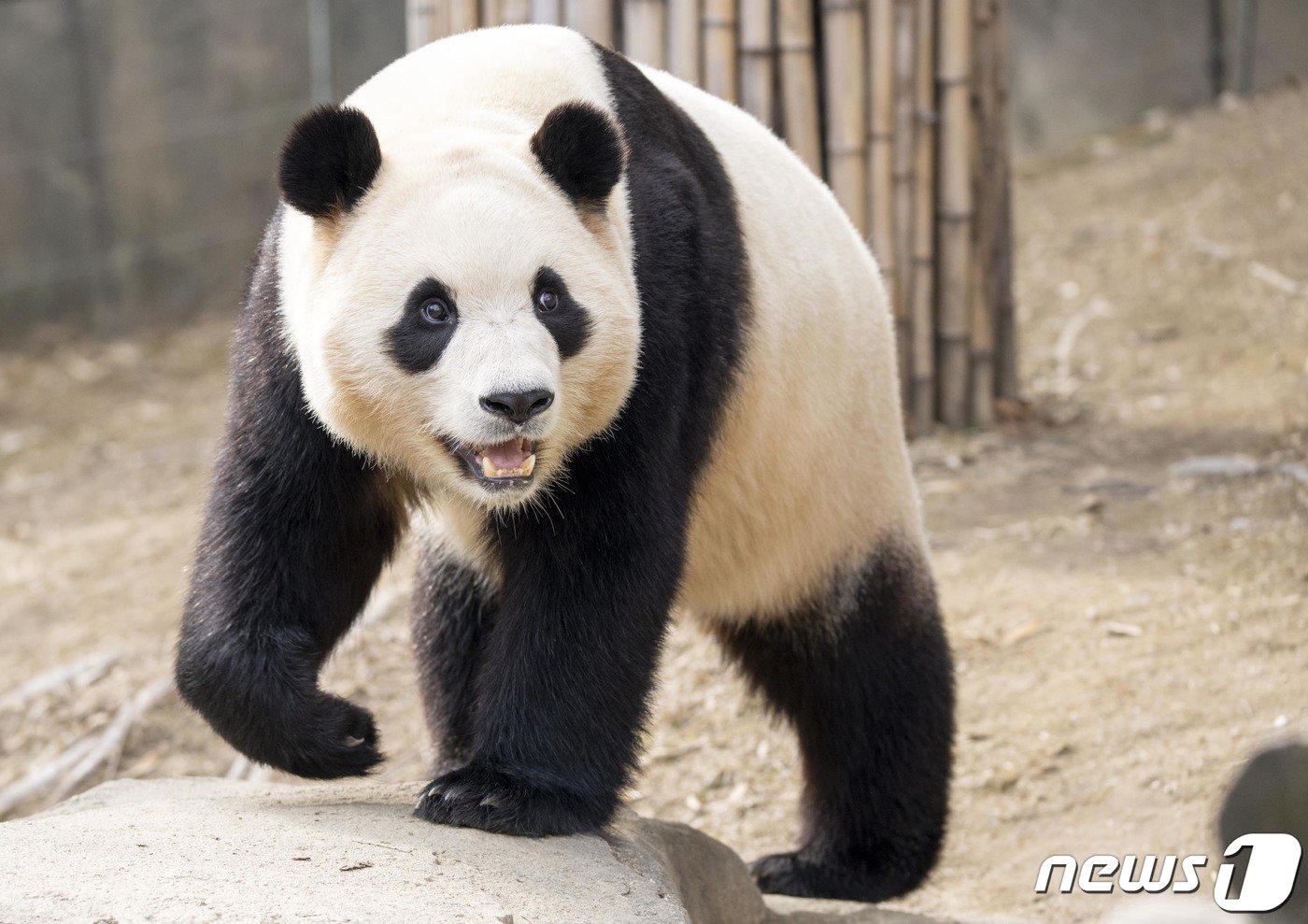 본문 이미지 - 중국으로 떠나기 전 에버랜드 시절 푸바오의 모습. (삼성물산 제공) 2024.2.19/뉴스1