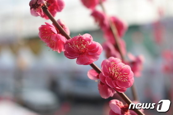 지난해 원동매화축제 첫날 활짝 핀 홍매화. 2023.3.11/뉴스1 송보현 기자