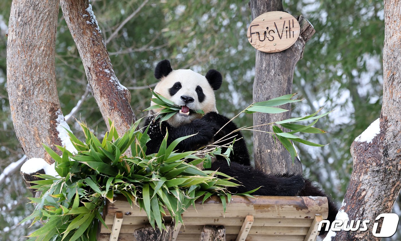 본문 이미지 - 경기 용인시 에버랜드 판다월드에서 푸바오가 대나무를 먹고 있다. /뉴스1 ⓒ News1 박지혜 기자