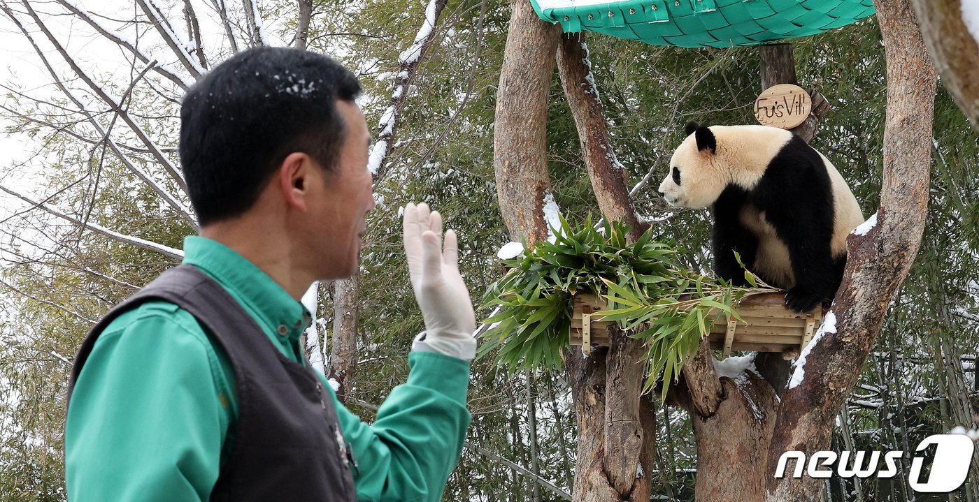 본문 이미지 - ‘판다 할아버지’ 강철원 사육사가 22일 오후 경기 용인시 에버랜드 판다월드에서 푸바오를 향해 인사하고 있다. 대중적으로 큰 인기를 얻은 자이언트 판다 푸바오는 4월 초 중국 송환을 앞두고 3월3일까지만 일반 관객에게 공개된다. 2024.2.22/뉴스1 ⓒ News1 박지혜 기자