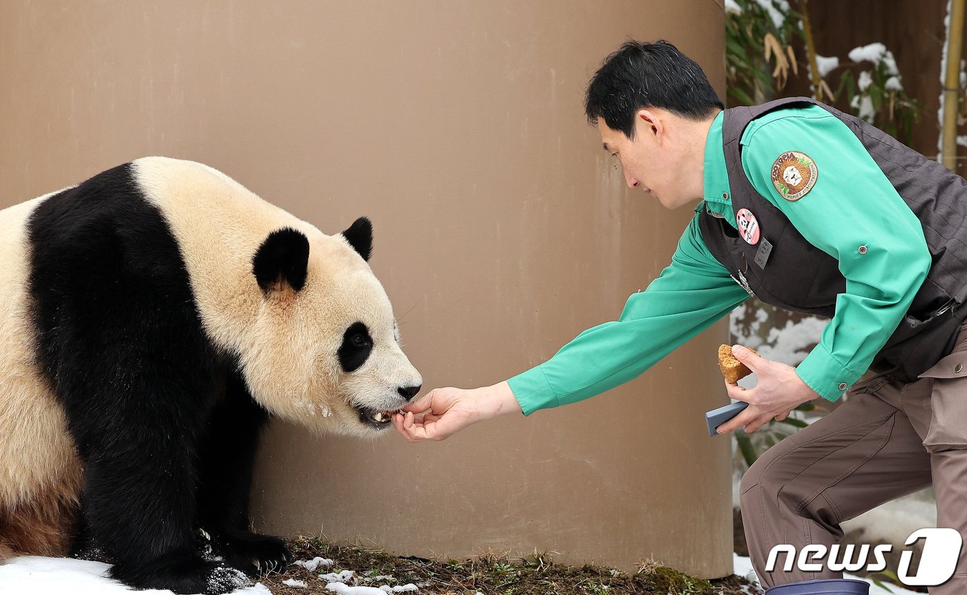 본문 이미지 - 22일 오후 경기 용인시 에버랜드 판다월드에서 송영관 사육사가 푸바오에게 간식을 주고 있다. 대중적으로 큰 인기를 얻은 자이언트 판다 푸바오는 4월 초 중국 송환을 앞두고 3월3일까지만 일반 관객에게 공개된다. 2024.2.22/뉴스1 ⓒ News1 박지혜 기자