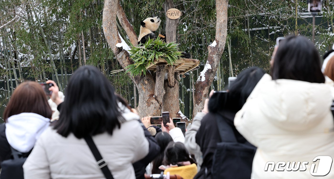본문 이미지 - 22일 오후 경기 용인시 에버랜드 판다월드에서 푸바오가 대나무를 먹고 있다. 대중적으로 큰 인기를 얻은 자이언트 판다 푸바오는 4월 초 중국 송환을 앞두고 3월3일까지만 일반 관객에게 공개된다. 2024.2.22/뉴스1 ⓒ News1 박지혜 기자