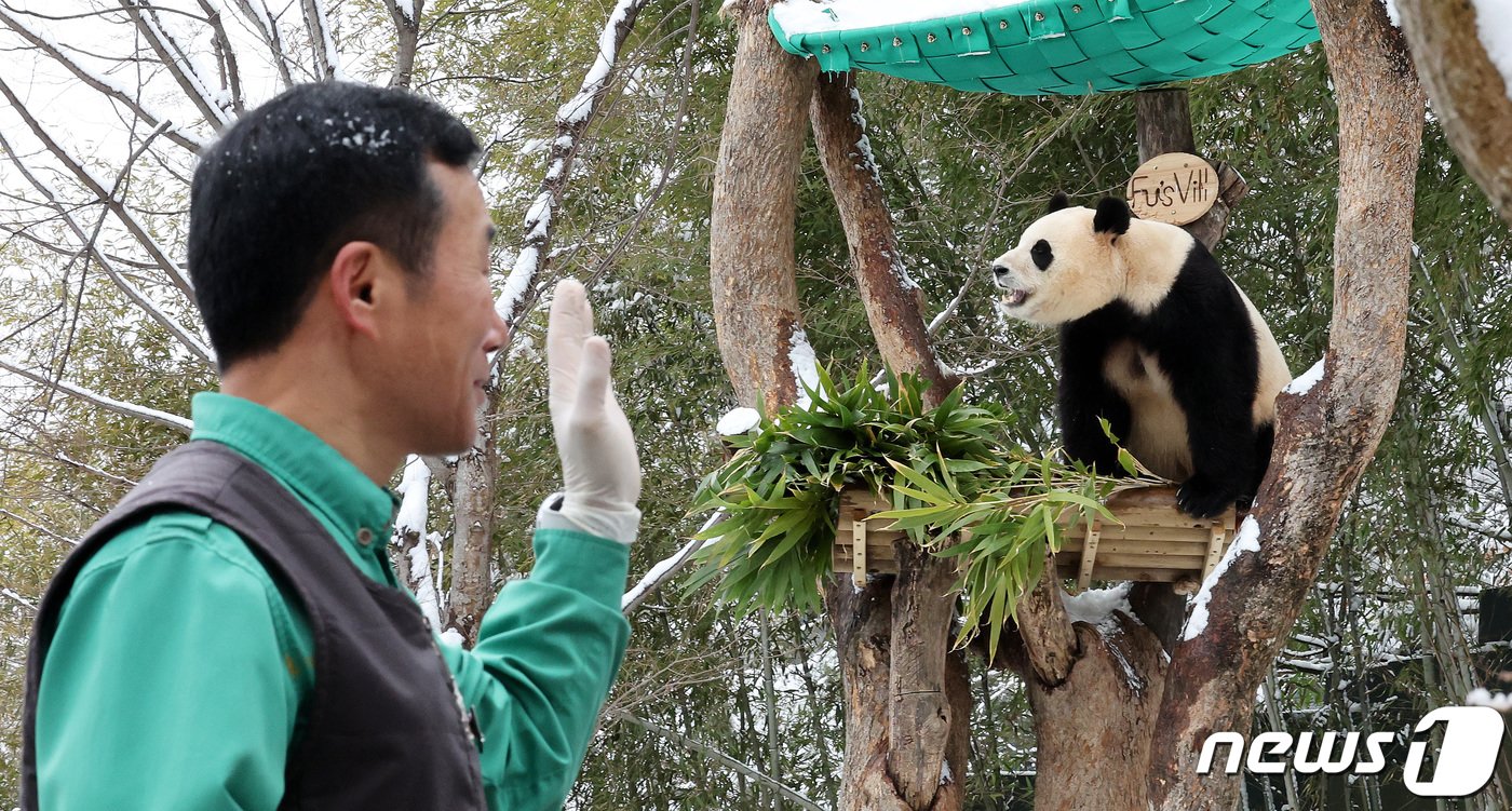 본문 이미지 - ‘판다 할아버지’ 강철원 사육사가 22일 오후 경기 용인시 에버랜드 판다월드에서 푸바오를 향해 인사하고 있다. 대중적으로 큰 인기를 얻은 자이언트 판다 푸바오는 4월 초 중국 송환을 앞두고 3월3일까지만 일반 관객에게 공개된다. 2024.2.22/뉴스1 ⓒ News1 박지혜 기자