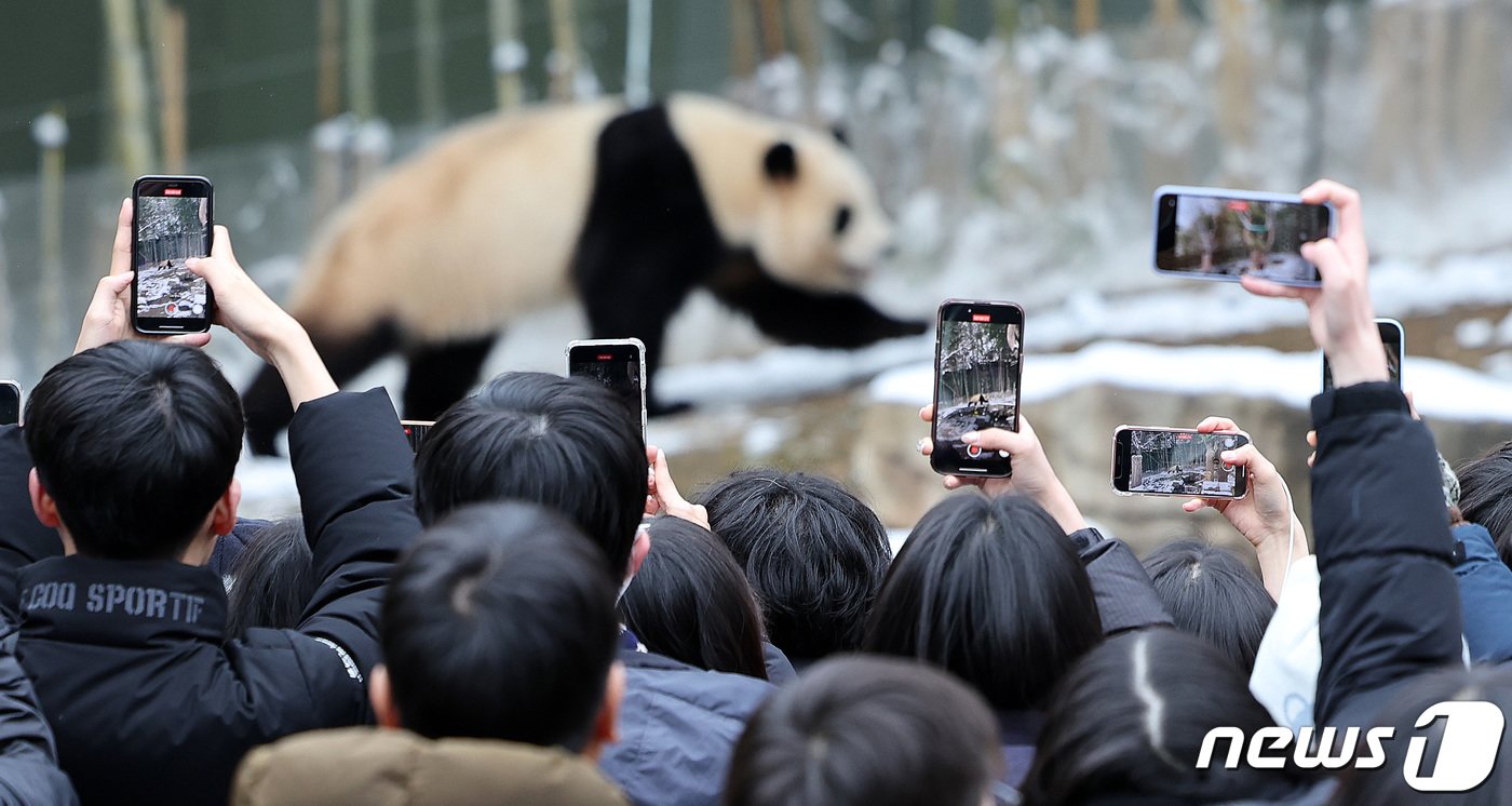 본문 이미지 - 22일 오후 경기 용인시 에버랜드 판다월드를 찾은 관람객들이 스마트폰으로 푸바오를 담고 있다. 대중적으로 큰 인기를 얻은 자이언트 판다 푸바오는 4월 초 중국 송환을 앞두고 3월3일까지만 일반 관객에게 공개된다. 2024.2.22/뉴스1 ⓒ News1 박지혜 기자